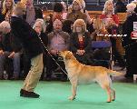 crufts2012