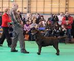 crufts2012