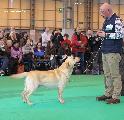 crufts2012