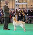 crufts2012