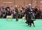 crufts2012_ob143s.jpg (6234 bytes)