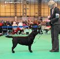 crufts2012