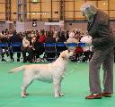 crufts2012