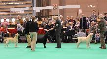 crufts2012