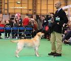 crufts2012