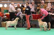 crufts2012