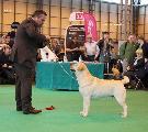 crufts2012