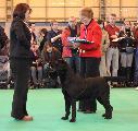 crufts2012