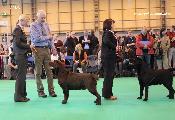 crufts2012