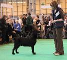 crufts2012