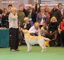 crufts2012