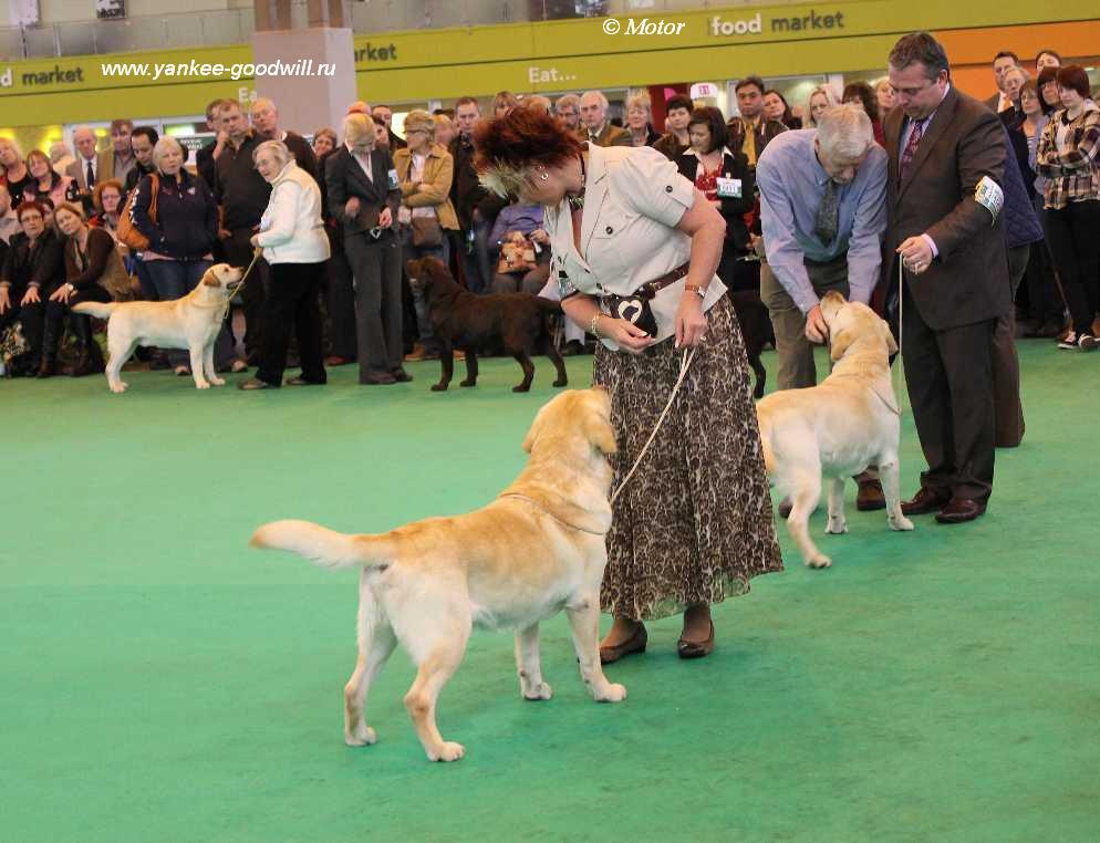 crufts2012_od8375.jpg