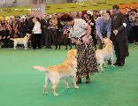 crufts2012