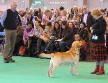 crufts2012