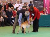 crufts2012