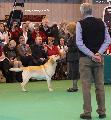 crufts2012