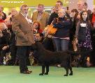 crufts2012