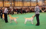 crufts2012