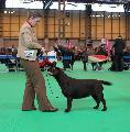 crufts2012