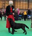 crufts2012