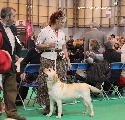 crufts2012