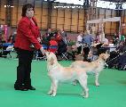 crufts2012