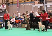 crufts2012