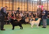 crufts2012