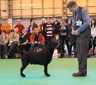 crufts2012