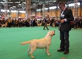 crufts2012