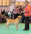 crufts2012