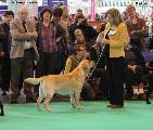 crufts2012