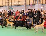 crufts2012