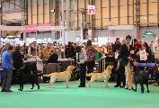 crufts2012