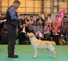 crufts2012