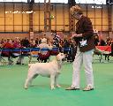 crufts2012