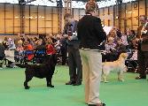 crufts2012