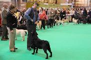 crufts2012