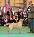 crufts2012