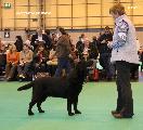 crufts2012