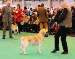 crufts2012