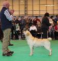 crufts2012