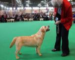 crufts2014_632s.jpg (4957 bytes)