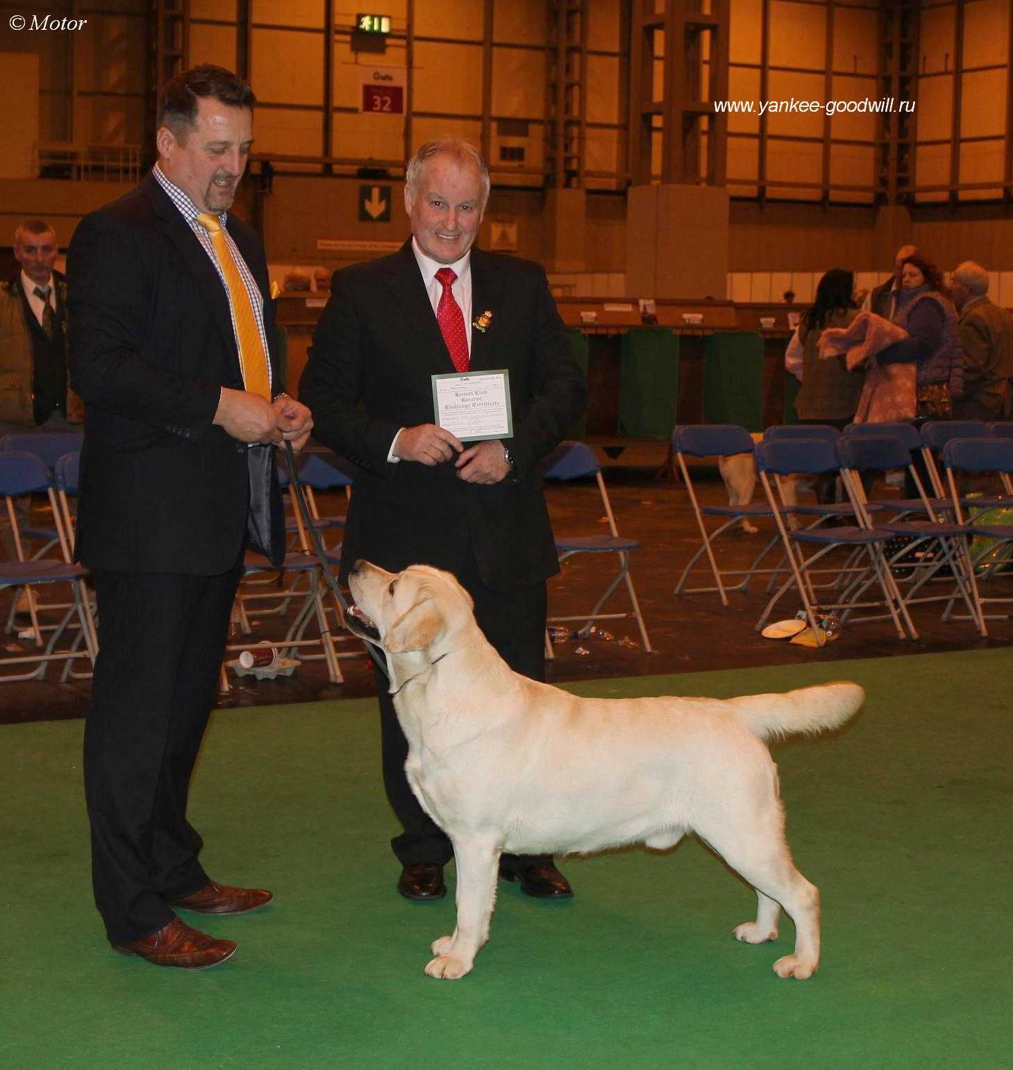 crufts2014_drcc.jpg