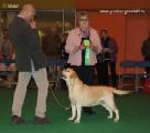 crufts2015