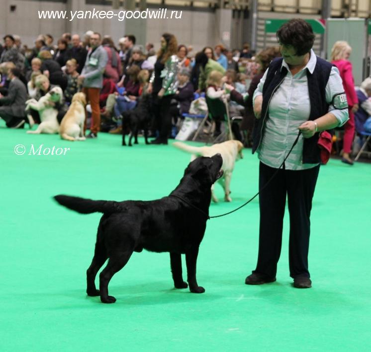 crufts2018_od5.JPG