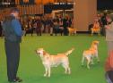 Labrador CRUFTS-2006 