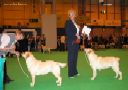 Labrador CRUFTS-2006 