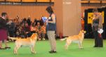 Labrador CRUFTS-2006 