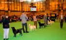 Labrador CRUFTS-2006 